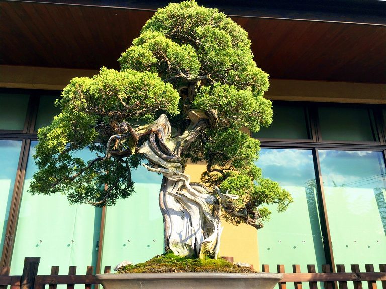 【お出かけ】大宮盆栽美術館　さいたま市　盆栽だーやワークショップ・イベントも開催中☆世界に誇る日本の文化