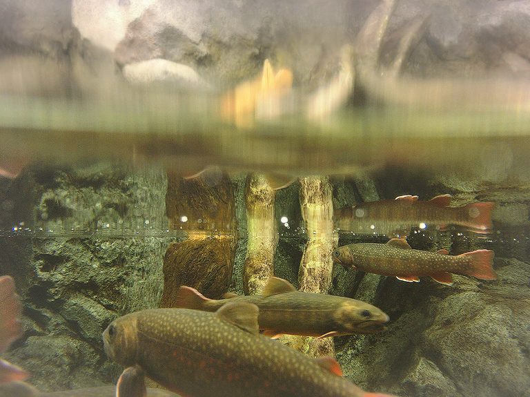 【35周年】さいたま水族館　羽生市　荒川水系の魚・カメの触れ合い体験ができるよ【駐車場無料】
