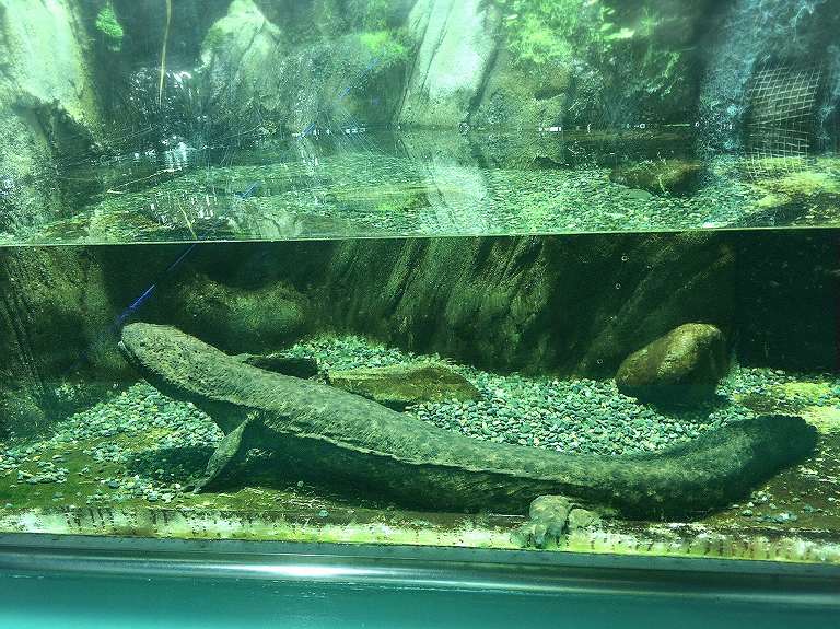 【35周年】さいたま水族館　羽生市　荒川水系の魚・カメの触れ合い体験ができるよ【駐車場無料】