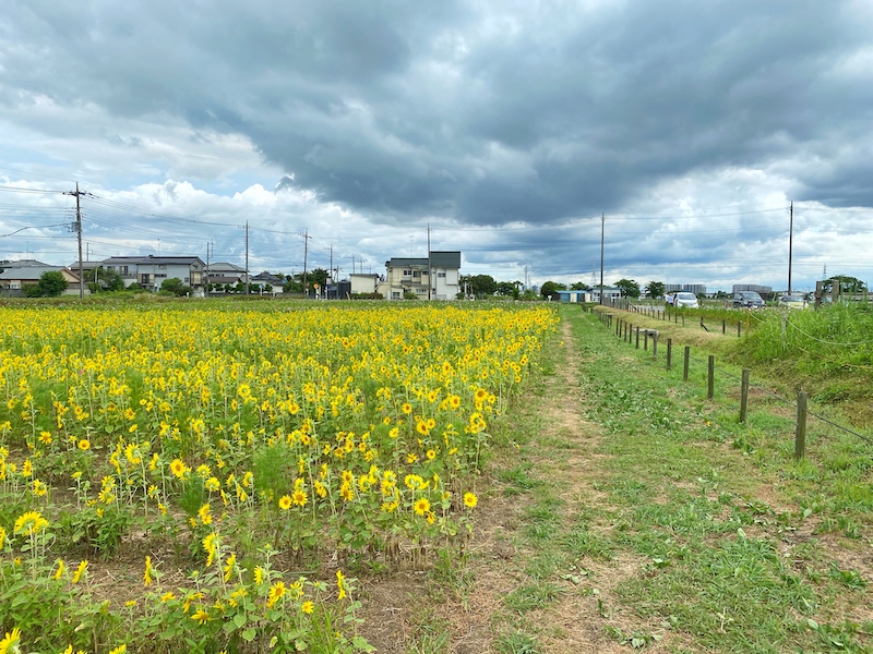 埼玉・川越市｜伊佐沼公園の向日葵が満開！例年の見ごろは8月上旬くらいから