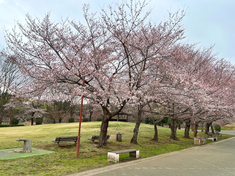 埼玉｜さいたま市 大宮花の丘農林公苑で桜とチューリップ夢の共演！