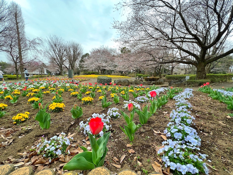 埼玉｜さいたま市 大宮花の丘農林公苑で桜とチューリップ夢の共演！