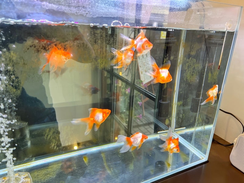 川越観光×カフェ「金魚亭」の可愛い金魚鉢ドリンクとピンク色のたい焼