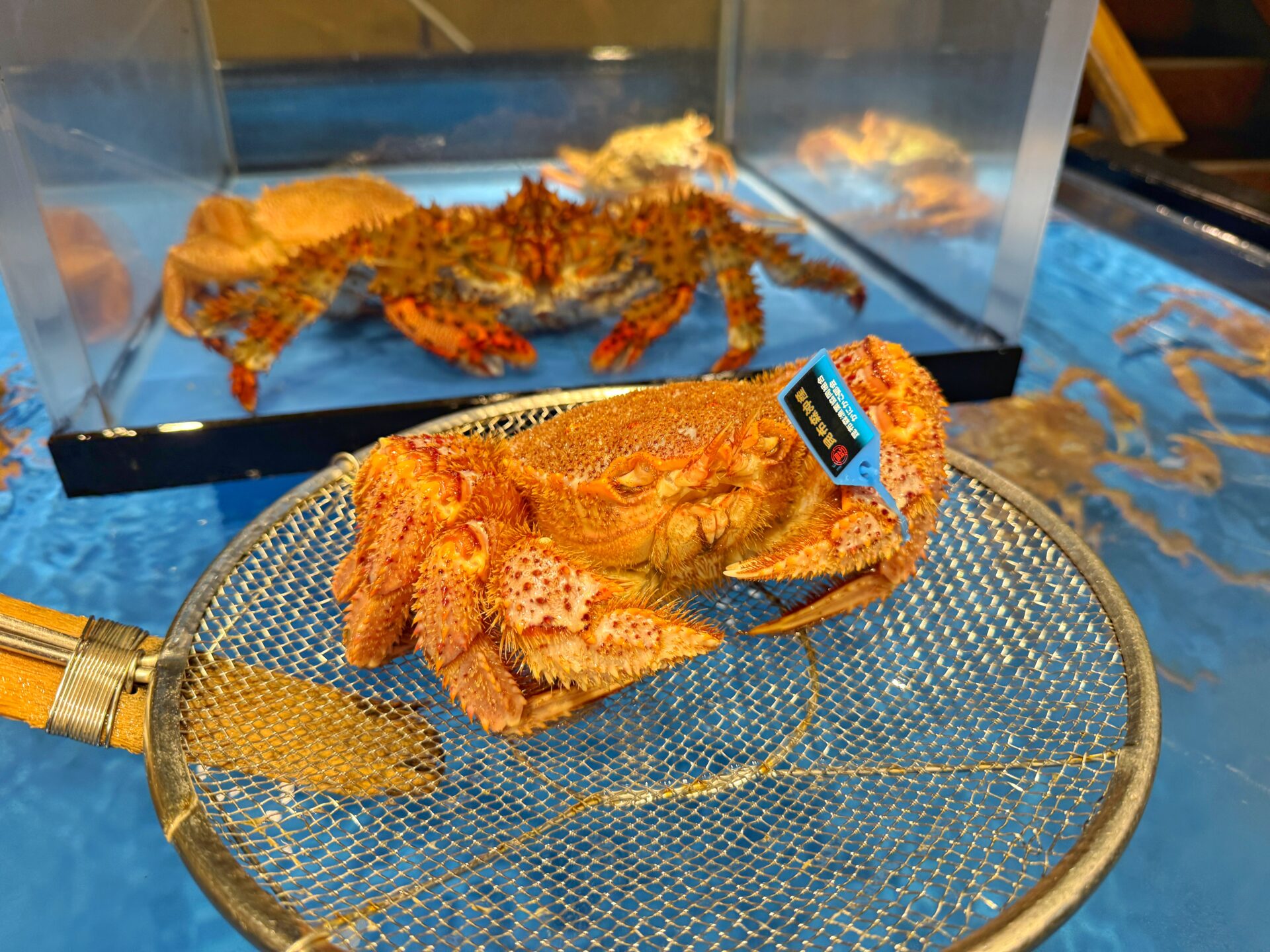 さいたま市「大宮 甲羅本店」松茸と蟹の秋グルメ！プチ旅行気分のご馳走ディナーが9/5から登場